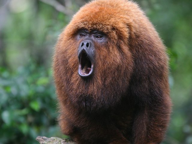 howler monkey