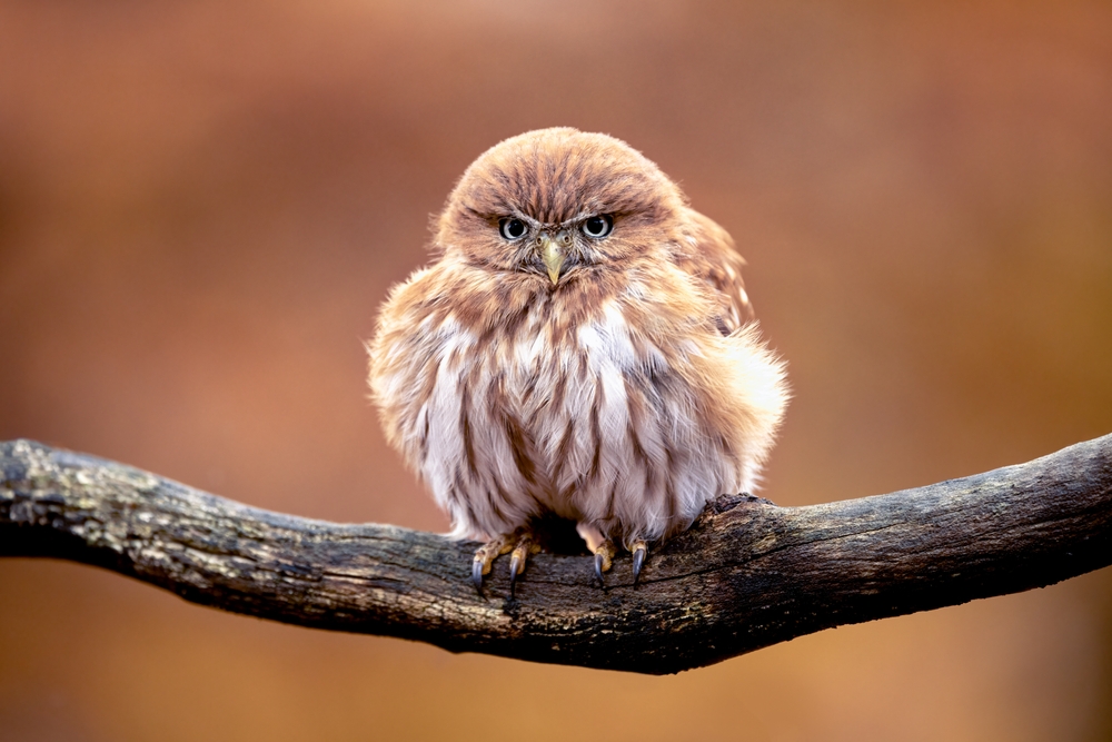 ferruginous pygmy owl