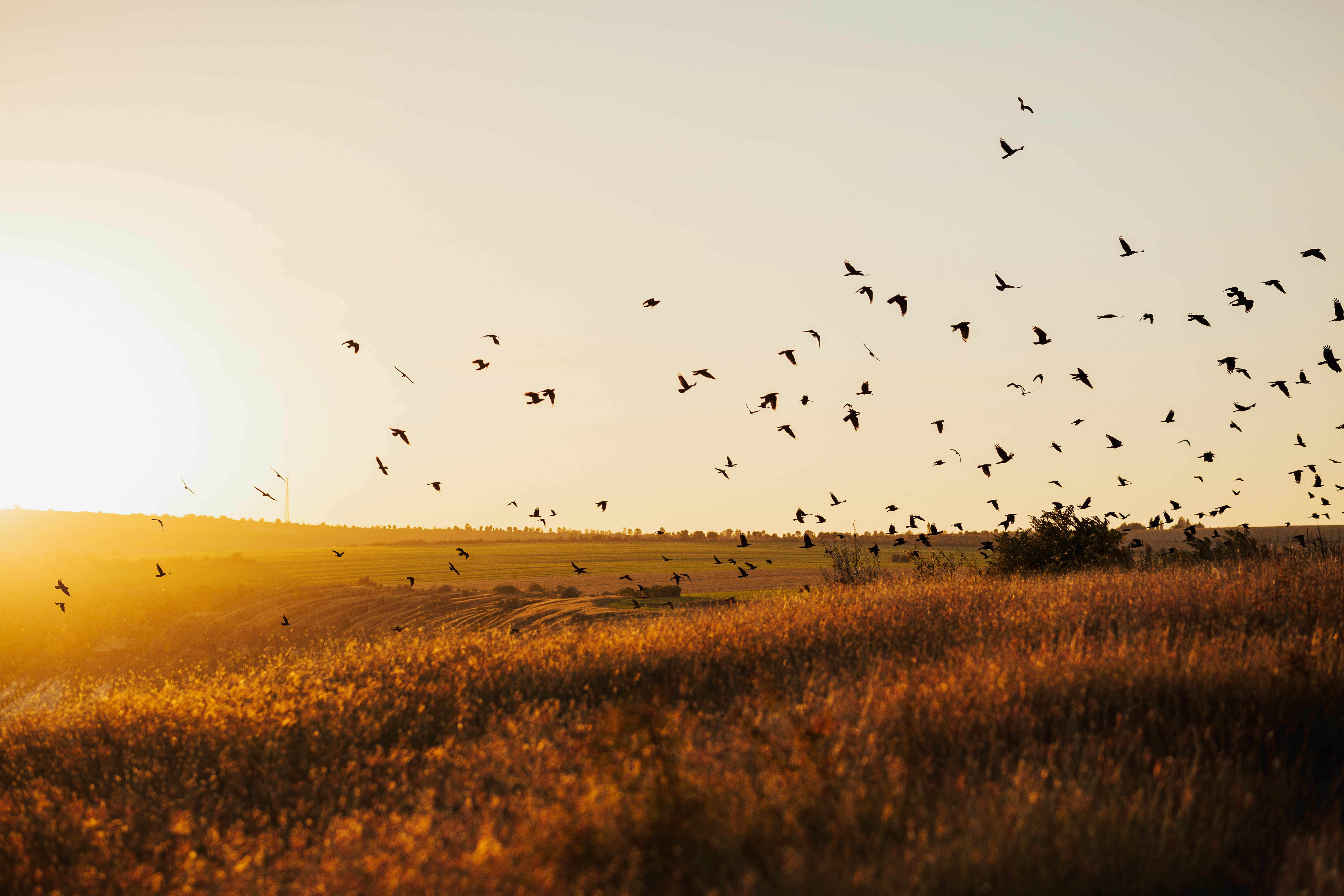 Migratory birds