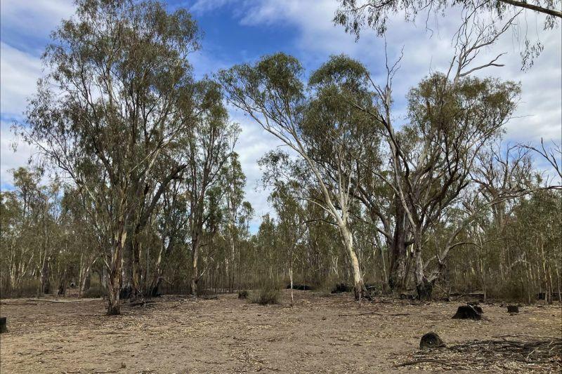 Bullock Head Swamp. A dry survey site to monitor changes in habitat on 26 February 2026. &Acirc;&copy;Shelby Taggert, FCNSW