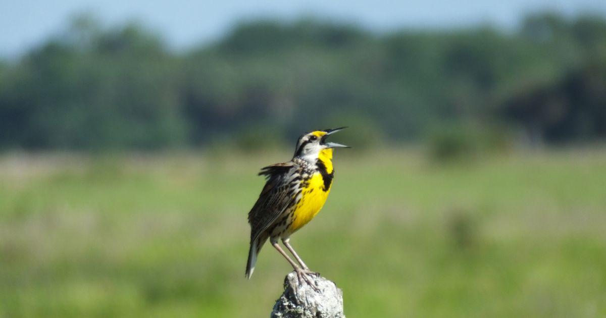 Eastern Meadowlark (Sturnella magna)