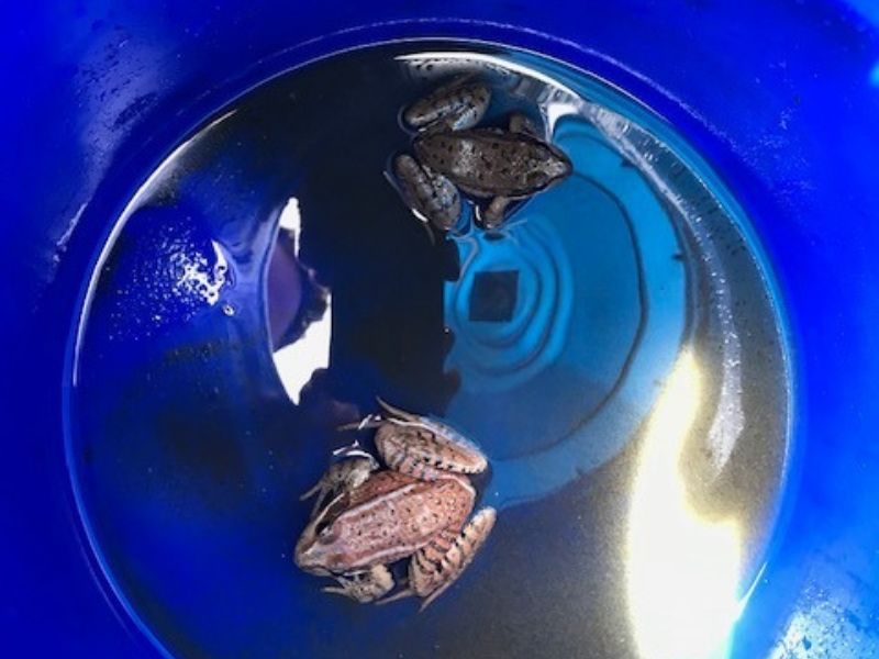 EcoOopsies_Sewage Frogs_Credit Seth Bunnell