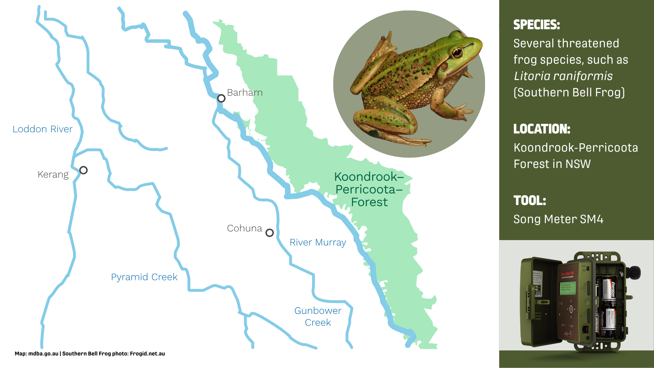 Koondrook-Perricoota Forest Southern Bell Frog Graphic