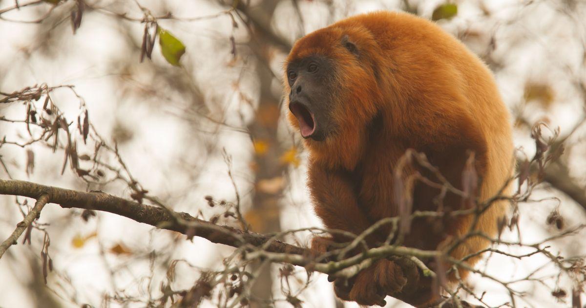 Red Howler Monkey (Alouatta seniculus)