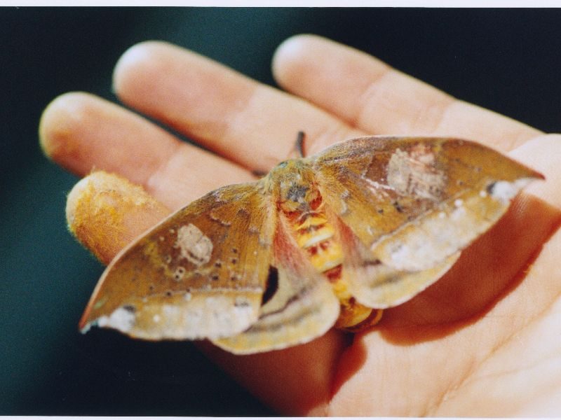 EcoOopsies_Moth Whispers_Credit Luce Roux