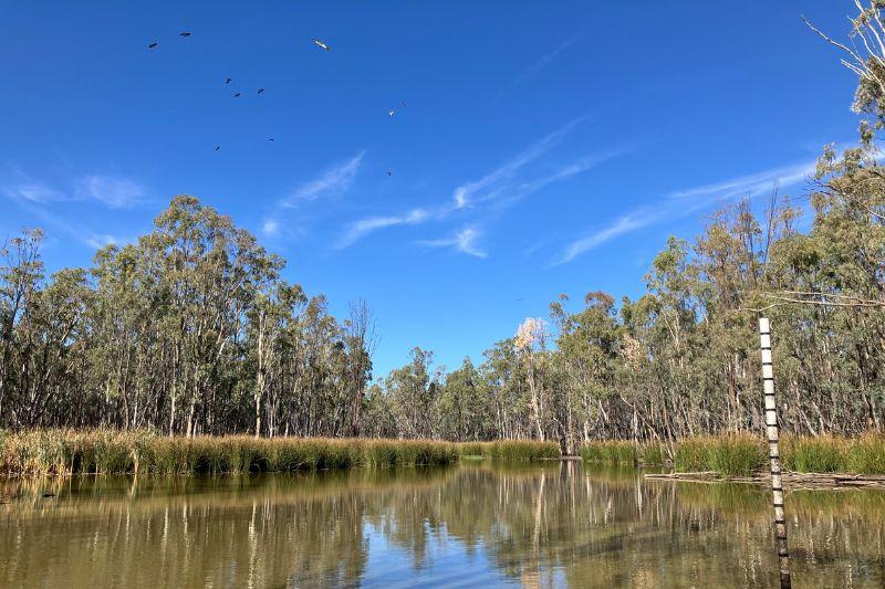 Pollack Swamp acoustic frog monitoring site. &Acirc;&copy;Shelby Taggert, FCNSW