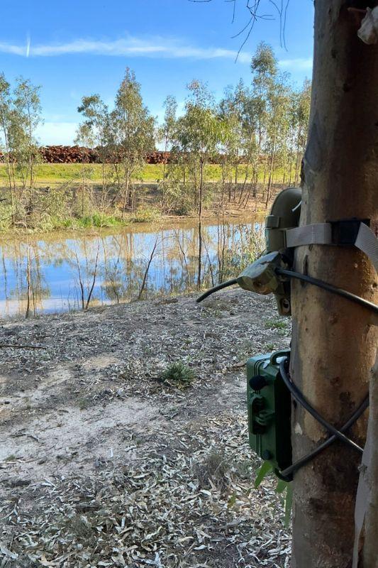 Song Meter and camera set up on Borrow Pit, 2025&acirc;2026. &Acirc;&copy;Shelby Taggert, FCNSW