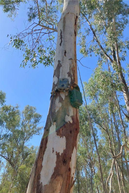 Standard Song Meter setup in Koondrook-Perricoota Forest. &Acirc;&copy;Shelby Taggert, FCNSW