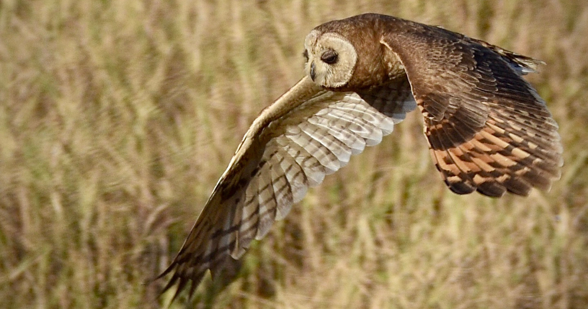 African Marsh Owl_Credit Pantong