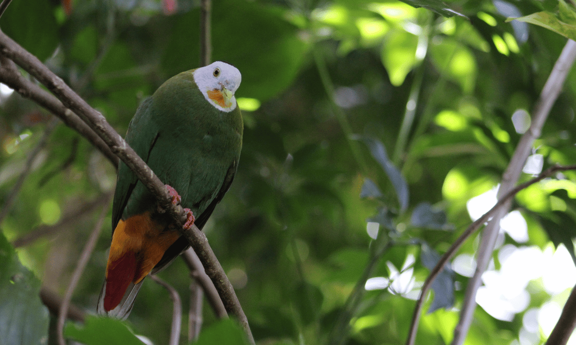 Black-naped Fruit-Dove (Ptilinopus melanospilus)_Credit Fort Wayn Children's Zoo