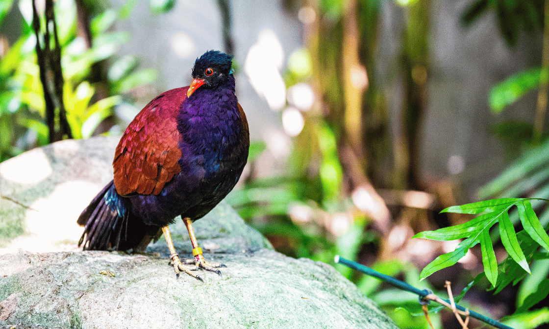 Pheasant Pigeon (Otidiphaps nobilis)_Credit Fort Wayne Children's Zoo