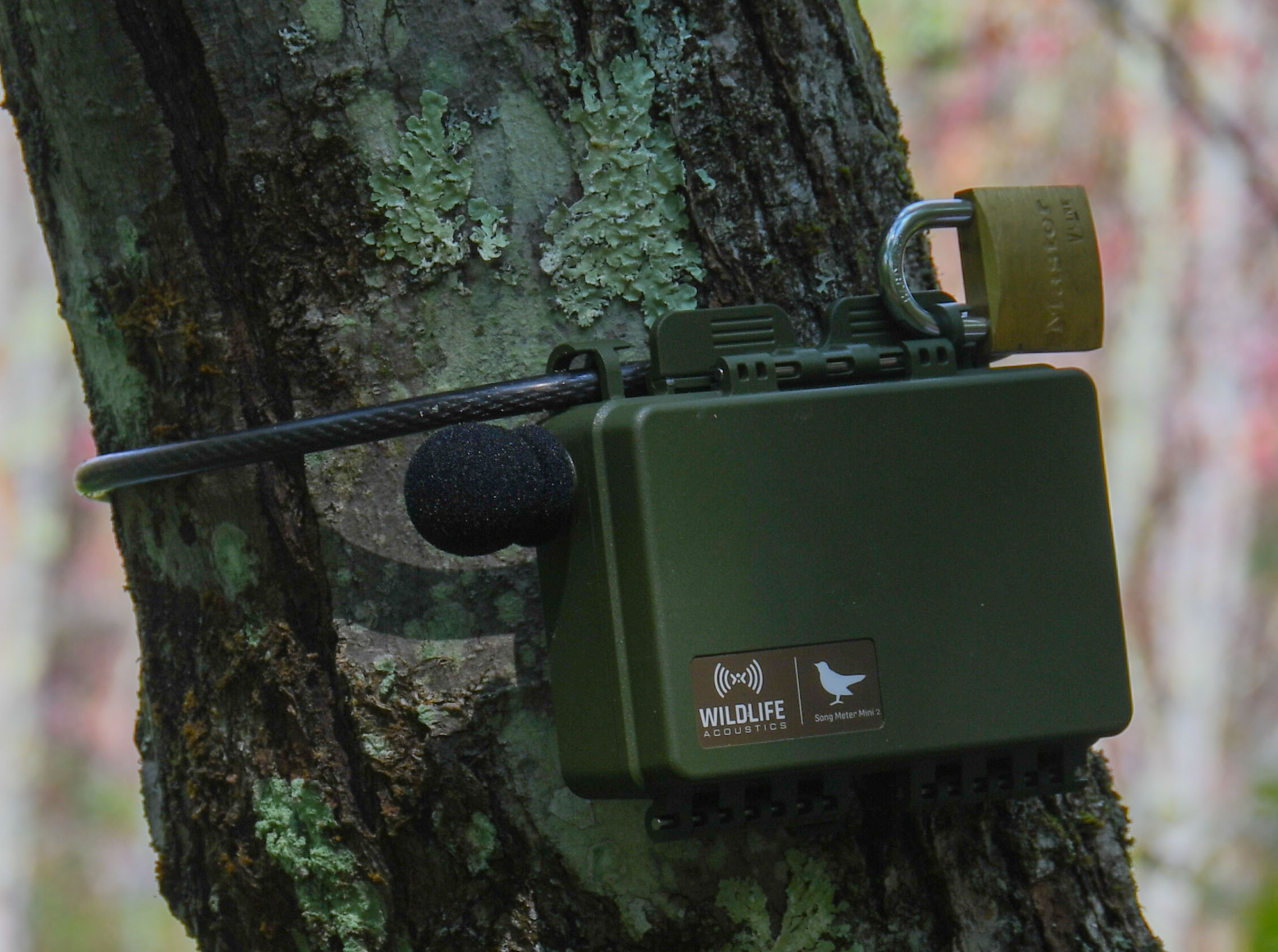 A cable lock and padlock can be installed simultaneously.